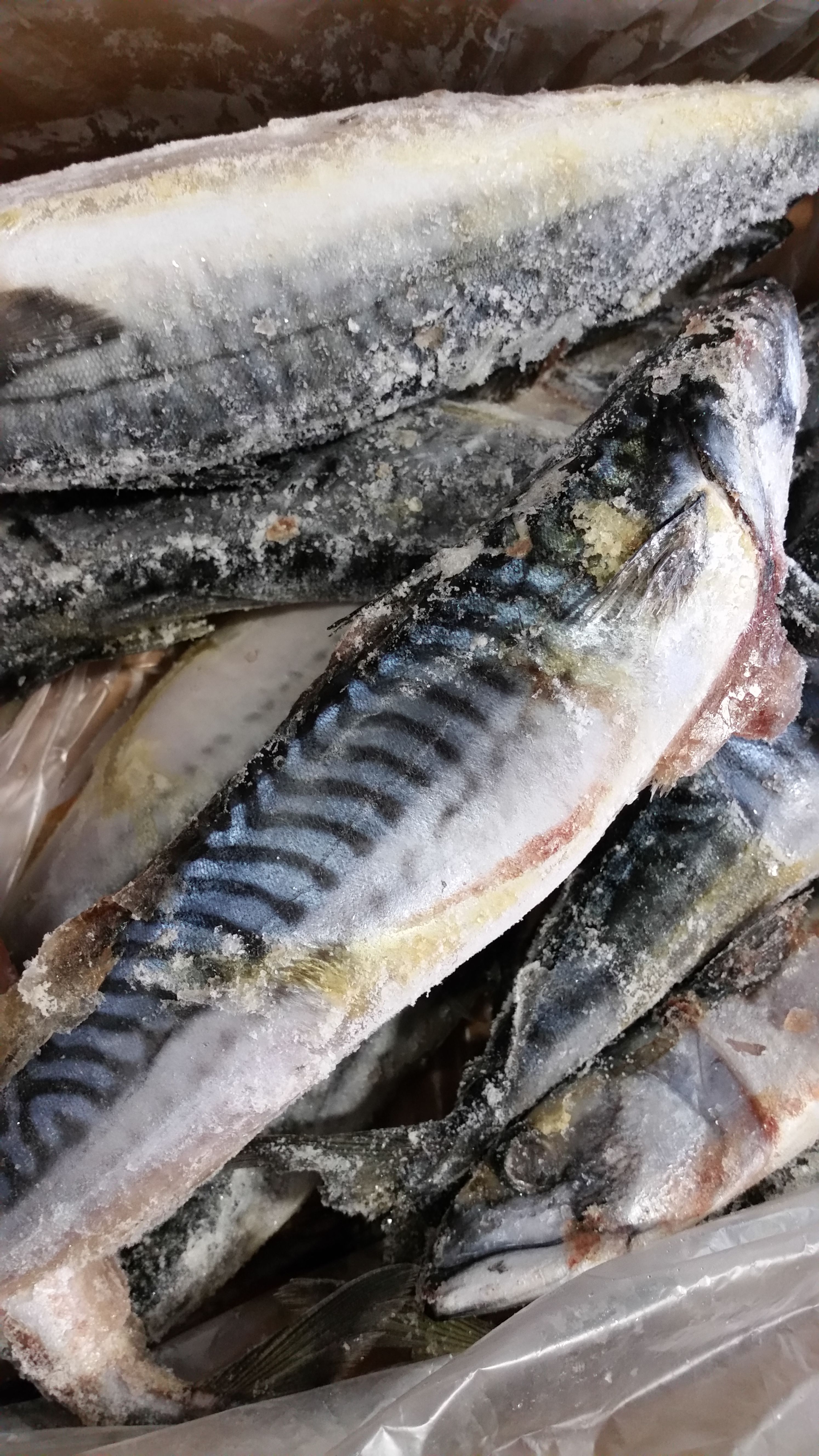 Titus Mackerel - 10lb Box